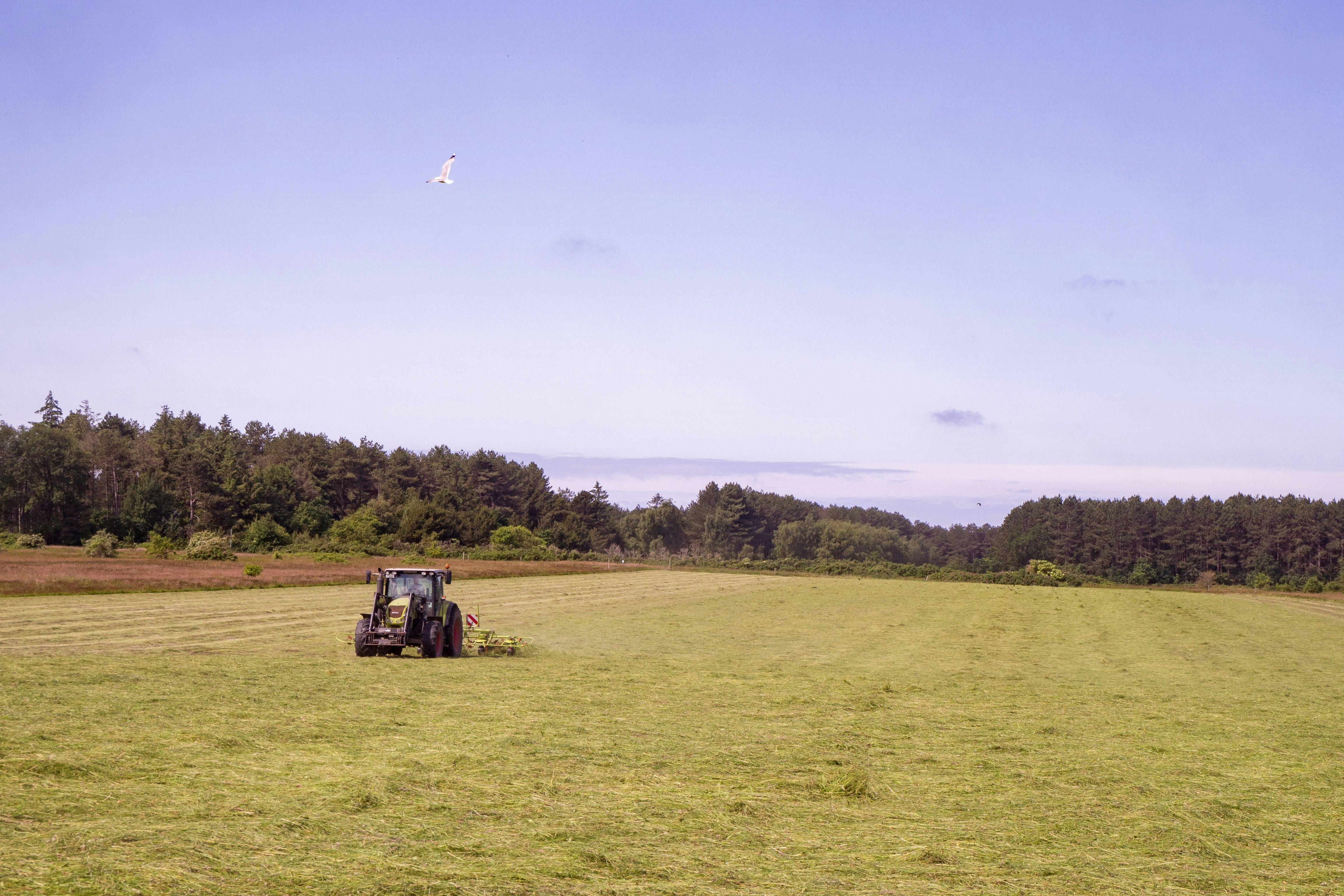 green grass field under blue sky during daytime